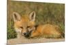 Red Fox Kit-Ken Archer-Mounted Photographic Print