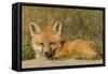 Red Fox Kit-Ken Archer-Framed Stretched Canvas