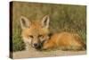 Red Fox Kit-Ken Archer-Stretched Canvas