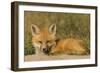 Red Fox Kit-Ken Archer-Framed Photographic Print