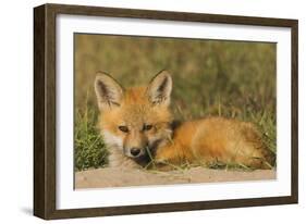 Red Fox Kit-Ken Archer-Framed Photographic Print