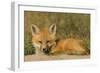 Red Fox Kit-Ken Archer-Framed Photographic Print