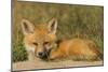 Red Fox Kit-Ken Archer-Mounted Photographic Print