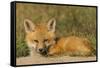 Red Fox Kit-Ken Archer-Framed Stretched Canvas