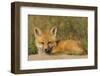 Red Fox Kit-Ken Archer-Framed Photographic Print