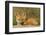 Red Fox Kit-Ken Archer-Framed Photographic Print