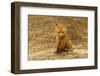 Red Fox Kit-Steve Byland-Framed Photographic Print
