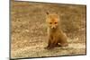 Red Fox Kit-Steve Byland-Mounted Photographic Print