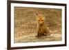 Red Fox Kit-Steve Byland-Framed Photographic Print