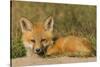 Red Fox Kit-Ken Archer-Stretched Canvas