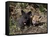 Red Fox Kits, One Black Phase, in Captivity, Animals of Montana, Bozeman, Montana, USA-James Hager-Framed Stretched Canvas