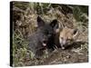 Red Fox Kits, One Black Phase, in Captivity, Animals of Montana, Bozeman, Montana, USA-James Hager-Stretched Canvas