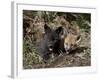 Red Fox Kits, One Black Phase, in Captivity, Animals of Montana, Bozeman, Montana, USA-James Hager-Framed Photographic Print