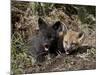 Red Fox Kits, One Black Phase, in Captivity, Animals of Montana, Bozeman, Montana, USA-James Hager-Mounted Photographic Print