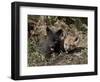 Red Fox Kits, One Black Phase, in Captivity, Animals of Montana, Bozeman, Montana, USA-James Hager-Framed Photographic Print