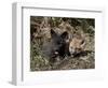 Red Fox Kits, One Black Phase, in Captivity, Animals of Montana, Bozeman, Montana, USA-James Hager-Framed Photographic Print