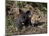 Red Fox Kits, One Black Phase, in Captivity, Animals of Montana, Bozeman, Montana, USA-James Hager-Mounted Photographic Print