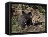 Red Fox Kits, One Black Phase, in Captivity, Animals of Montana, Bozeman, Montana, USA-James Hager-Framed Stretched Canvas