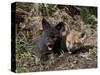 Red Fox Kits, One Black Phase, in Captivity, Animals of Montana, Bozeman, Montana, USA-James Hager-Stretched Canvas