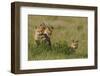 Red Fox Kits Playing with Bird Wing-Ken Archer-Framed Photographic Print