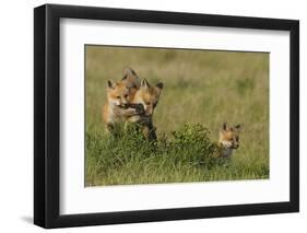 Red Fox Kits Playing with Bird Wing-Ken Archer-Framed Photographic Print