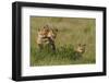 Red Fox Kits Playing with Bird Wing-Ken Archer-Framed Photographic Print