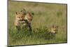 Red Fox Kits Playing with Bird Wing-Ken Archer-Mounted Photographic Print