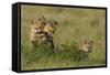 Red Fox Kits Playing with Bird Wing-Ken Archer-Framed Stretched Canvas