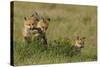 Red Fox Kits Playing with Bird Wing-Ken Archer-Stretched Canvas