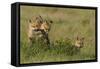 Red Fox Kits Playing with Bird Wing-Ken Archer-Framed Stretched Canvas