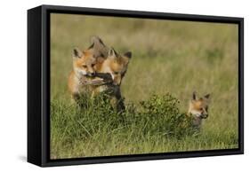 Red Fox Kits Playing with Bird Wing-Ken Archer-Framed Stretched Canvas