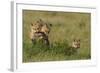 Red Fox Kits Playing with Bird Wing-Ken Archer-Framed Photographic Print