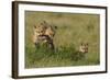 Red Fox Kits Playing with Bird Wing-Ken Archer-Framed Photographic Print