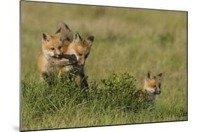 Red Fox Kits Playing with Bird Wing-Ken Archer-Mounted Photographic Print