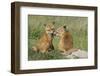 Red Fox Kits Playing-Ken Archer-Framed Photographic Print