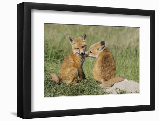 Red Fox Kits Playing-Ken Archer-Framed Photographic Print