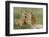 Red Fox Kits Playing-Ken Archer-Framed Photographic Print