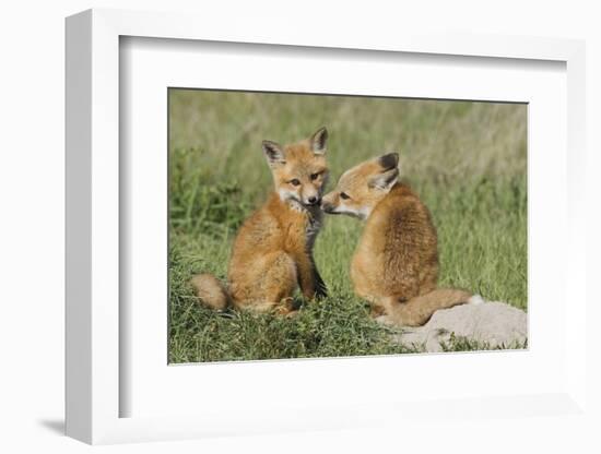 Red Fox Kits Playing-Ken Archer-Framed Photographic Print