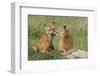 Red Fox Kits Playing-Ken Archer-Framed Photographic Print