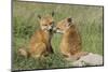 Red Fox Kits Playing-Ken Archer-Mounted Photographic Print