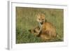 Red Fox Kits-Ken Archer-Framed Photographic Print