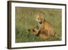 Red Fox Kits-Ken Archer-Framed Photographic Print