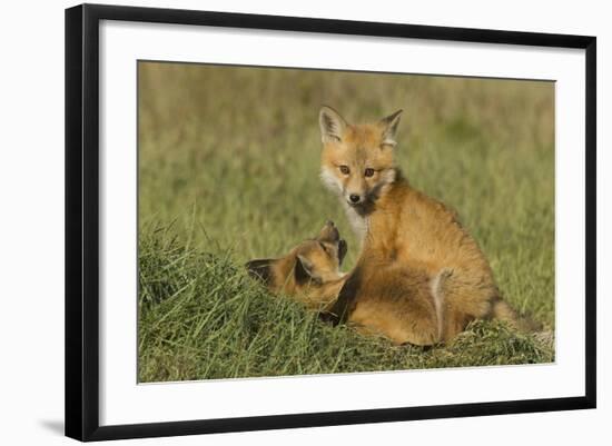 Red Fox Kits-Ken Archer-Framed Photographic Print