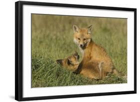 Red Fox Kits-Ken Archer-Framed Photographic Print