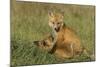 Red Fox Kits-Ken Archer-Mounted Photographic Print