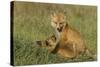 Red Fox Kits-Ken Archer-Stretched Canvas