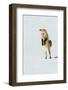 Red Fox Leaping-Ken Archer-Framed Photographic Print