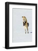 Red Fox Leaping-Ken Archer-Framed Photographic Print