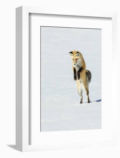 Red Fox Leaping-Ken Archer-Framed Photographic Print