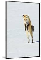 Red Fox Leaping-Ken Archer-Mounted Photographic Print